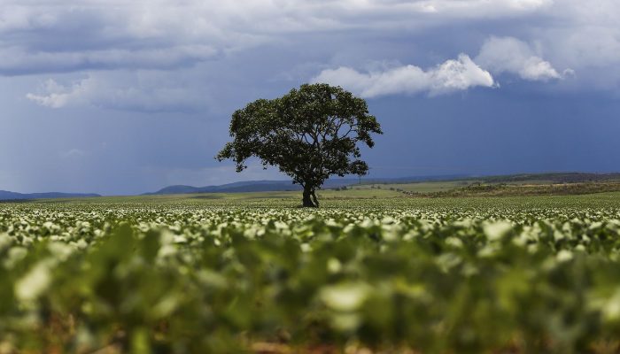 Crédito Rural: R$ 92,4 Bilhões Foram para Áreas com Alertas Ambientais