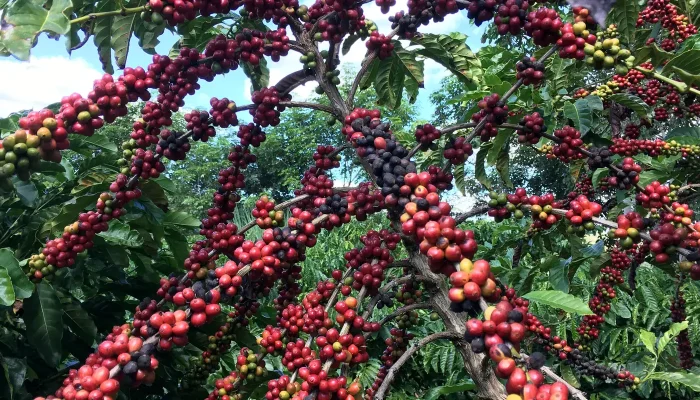 UE Restringe Importação de Café por Desmatamento; Pequenos Produtores Brasileiros em Alerta