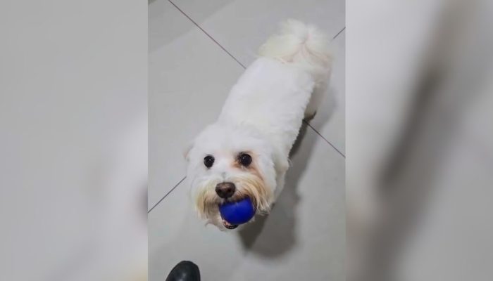 Maria Fernanda da Silva Santos