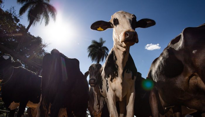 UE Oficializa Veto À Carne Brasileira a Partir de Setembro