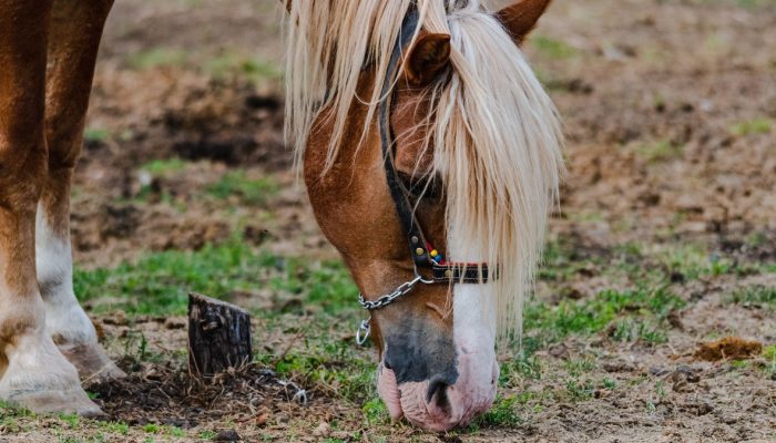 Maria Fernanda da Silva Santos