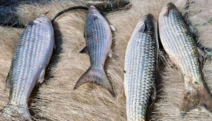 Pesca de Tainha em Praia É Suspensa Após Atingir Cota