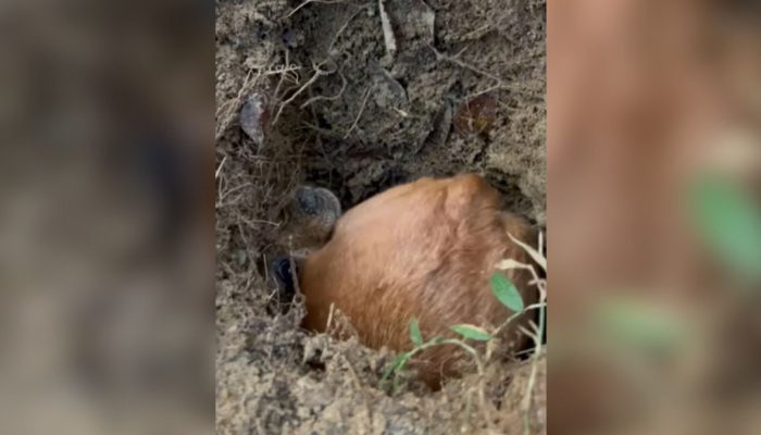 Maria Fernanda da Silva Santos