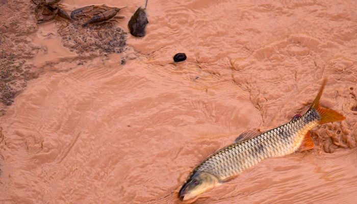 © Leonardo Merçon/Instituto Últimos Refúgios/Divulgação