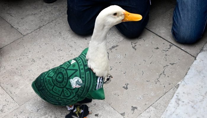 Pato Merlín, Mascote do México, Encontra a Presidente Claudia Sheinbaum