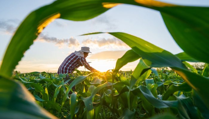 MP da Dívida Rural Deve Ter Foco em Perdas Climáticas