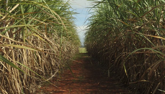 CMN Eleva Remuneração para Impulsionar Investimentos Ecológicos no Brasil