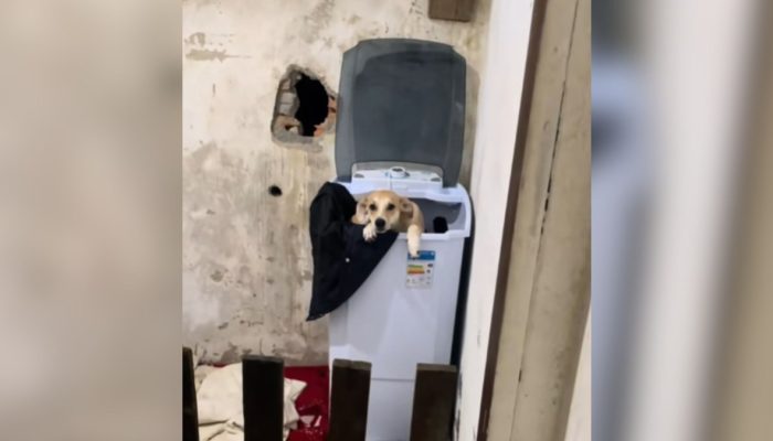 Maria Fernanda da Silva Santos