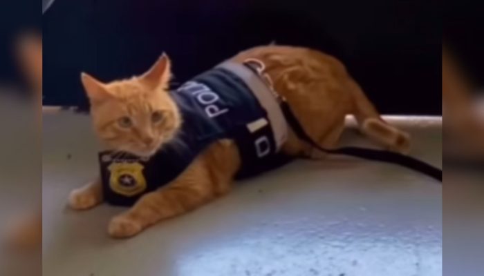 Maria Fernanda da Silva Santos