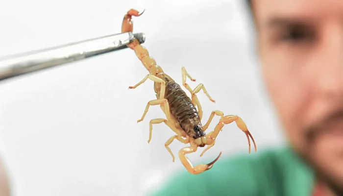 Escorpiões: Crianças na Amazônia São Mais Vulneráveis a Envenenamento