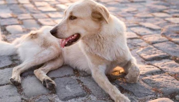 A Prefeitura de Santana orienta que denúncias de abandono ou maus-tratos sejam feitas por meio d...