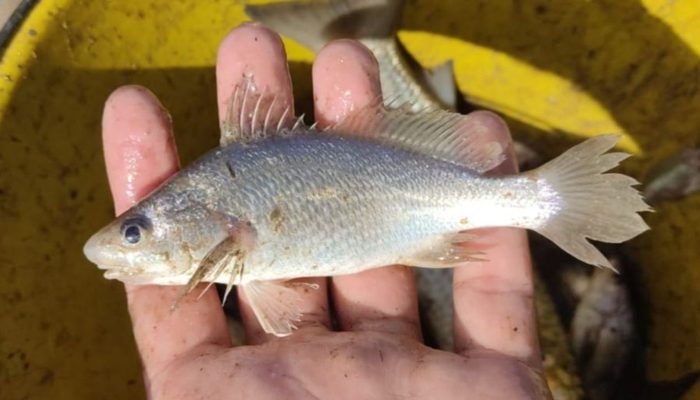Peixes do ES Registram Taxa Recorde de Deformações