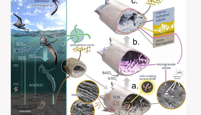 Descoberta no Amapá: Fóssil de 113 Milhões de Anos Revela Segredos da Fossilização