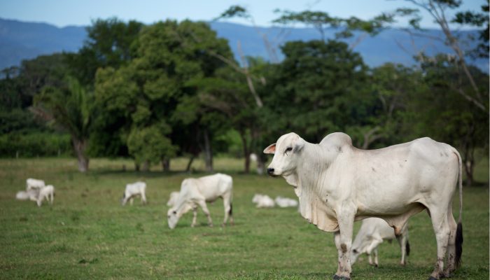 Lavagem de Gado: JBS Recebe Bois de Terra Indígena Invadida, Aponta ONG