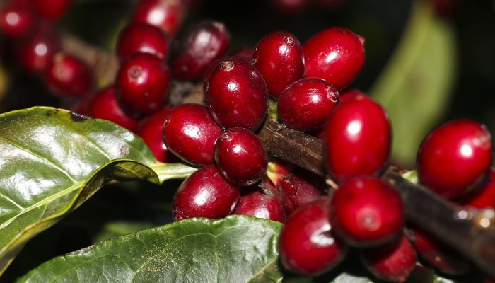 EUA Isenta Carne, Café e Óleo de Tarifa Sobre Produtos Brasileiros