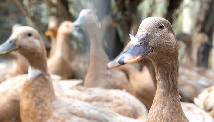 PL que Proíbe Foie Gras Avança e Mira Bem-estar Animal