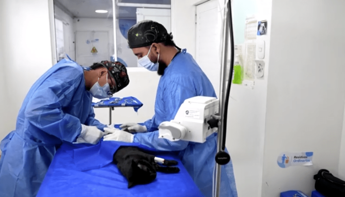 Hospital Veterinário de Pereira Amplia Atendimento Gratuito a Animais